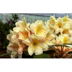 Rododendron czeski Zebin jasnożółty Rocz26
