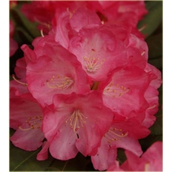 Rododendron Daniela 5 lat Roj5