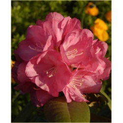 Rododendron Daniela 5 lat Roj5