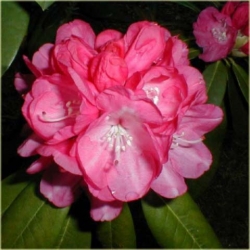 Rododendron Daniela 5 lat Roj5