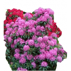 Rododendron Diadem Ro27