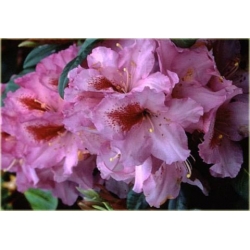 Rododendron Diadem 5 lat Ro27