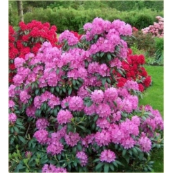 Rododendron Diadem 5 lat Ro27
