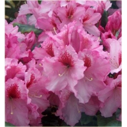 Rododendron Diadem 5 lat Ro27