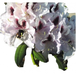 Rododendron Dominik R28