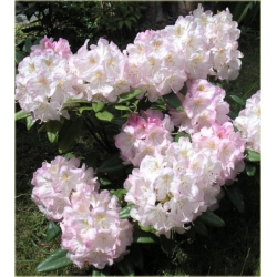 Rododendron Dominik 5 lat R28