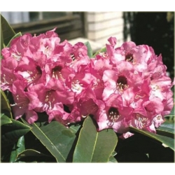 Rododendron Dominik 5 lat R28