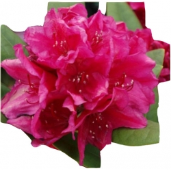 Rododendron Dr.H.C.Dresselhuys Ro29