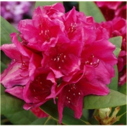 Rododendron Dr.H.C.Dresselhuys 5 lat Ro29