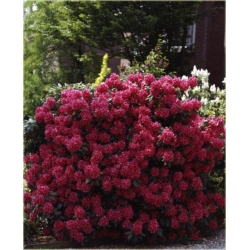 Rododendron Dr.H.C.Dresselhuys 5 lat Ro29