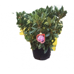 Rododendrony duże w 15 litrowych donicach, rhododendron