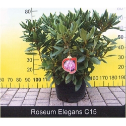 Rododendrony duże w 15 litrowych donicach, rhododendron