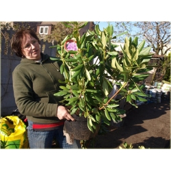 Rododendrony duże w 15 litrowych donicach, rhododendron