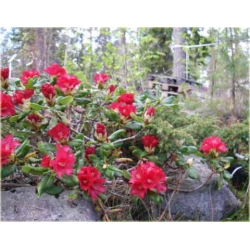 Rododendron Elviira 5 lat Rop5