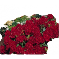 Rododendron Erato Ro30