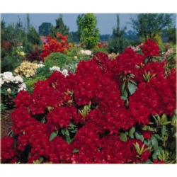 Rododendron Erato 5 lat Ro30