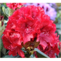 Rododendron Erato 5 lat Ro30