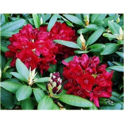 Rododendron Erato 5 lat Ro30