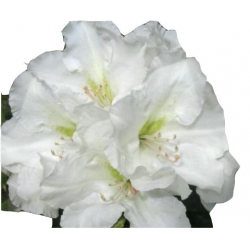 Rododendron Eskimo Ro31