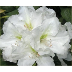 Rododendron Eskimo 5 lat Ro31