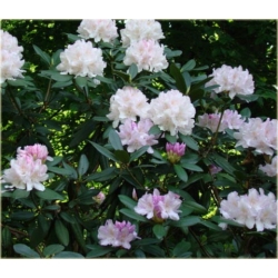 Rododendron Eskimo 5 lat Ro31