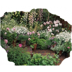 Rododendron Excelsior Roj6