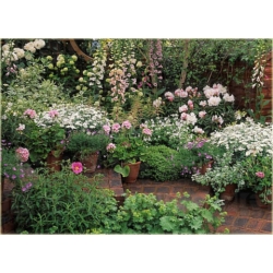 Rododendron Excelsior 5 lat Roj6