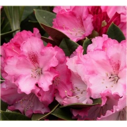 Rododendron Excelsior 5 lat Roj6
