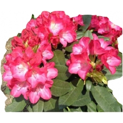 Rododendron Fantastica Roj7