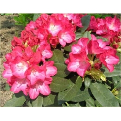 Rododendron Fantastica 5 lat Roj7
