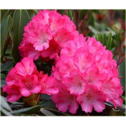 Rododendron Fantastica 5 lat Roj7