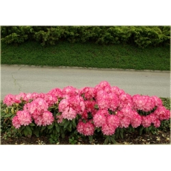 Rododendron Fantastica 5 lat Roj7
