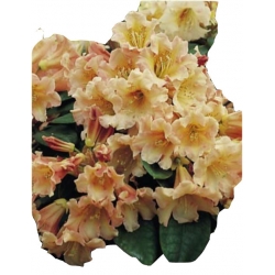 Rododendron Flautando Ro32