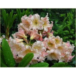 Rododendron Flautando 5 lat Ro32