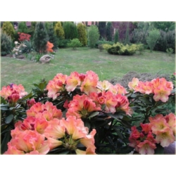 Rododendron Flautando 5 lat Ro32