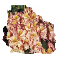 Rododendron Fluidum Ro23