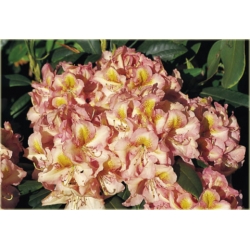 Rododendron Fluidum 5 lat Ro23