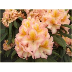 Rododendron Fluidum 5 lat Ro23