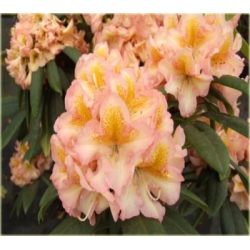 Rododendron Fluidum 5 lat Ro23