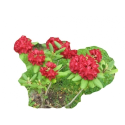 Rododendron Francesca Ro33