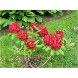Rododendron Francesca 5 lat Ro33