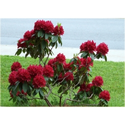 Rododendron Francesca 5 lat Ro33