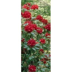 Rododendron Francesca 5 lat Ro33