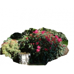 Rododendron Gartendirektor Glocker Row3