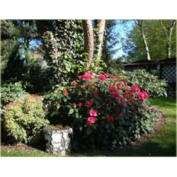 Rododendron Gartendirektor Glocker 5 lat Row3