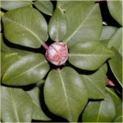 Rododendron Gartendirektor Glocker 5 lat Row3