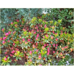 Rododendron Gartendirektor Glocker 5 lat Row3