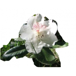 Rododendron Gartendirektor Rieger Row4