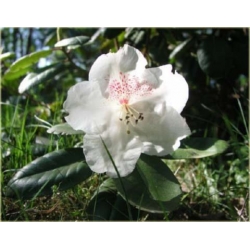 Rododendron Gartendirektor Rieger 5 lat Row4