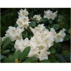 Rododendron Gartendirektor Rieger 5 lat Row4